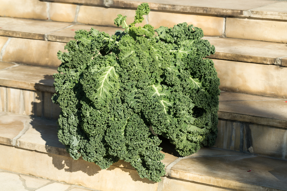 A healthy fresh curly kale